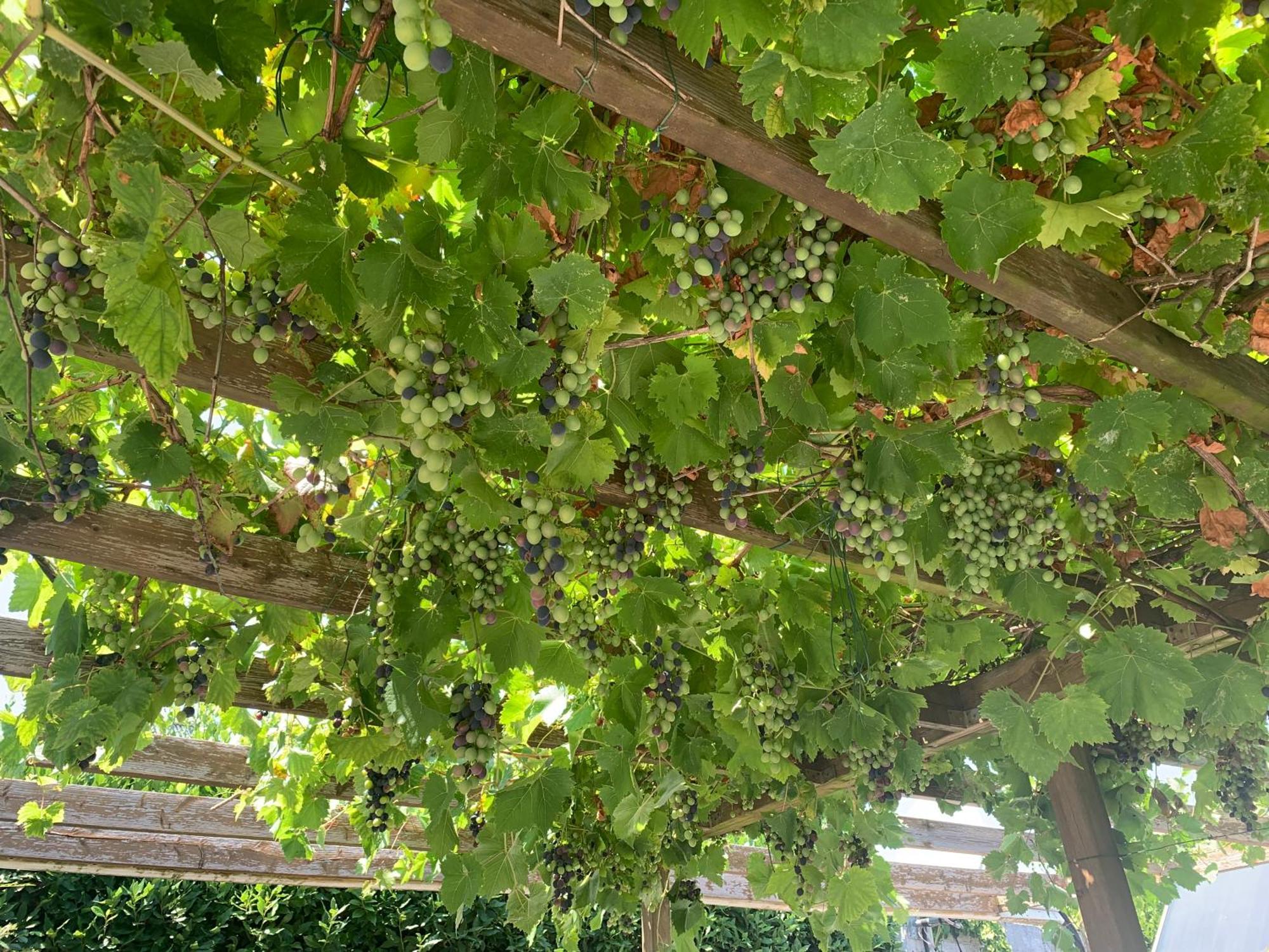 Castello di Brussa Palma Verde מראה חיצוני תמונה